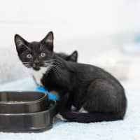 Photo of Mittsie