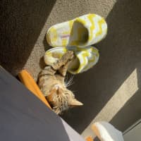 Photo of Beans