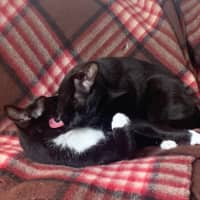 Photo of Blaire & Atlas 