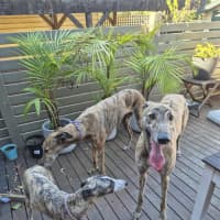 Photo of Fifty, The Greyhound