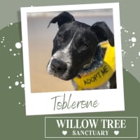 Photo of Toblerone
