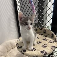 Photo of Captain Hook