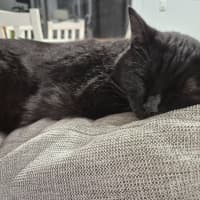 Photo of Honey