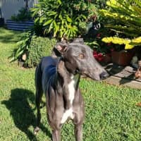 Photo of Dixie, The Greyhound