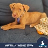 Photo of Pippa   11 Week Old Staffy (On Trial)