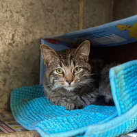 Photo of Albie