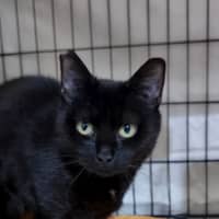 Photo of Mara