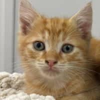 Photo of Bo