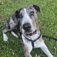 Photo of Truffles *$150 Adoption Fee*