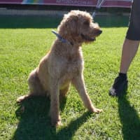 Photo of Adina