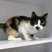 Photo of Lil' Ol Lady 