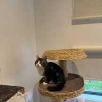 Photo of Gizmo Meet Me@Petstock Hastings Store