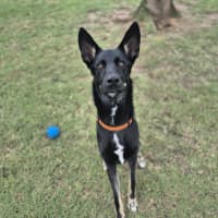 Photo of Atlas
