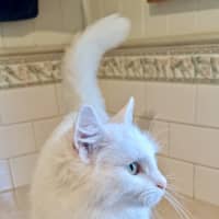 Photo of Topaz