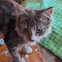 Photo of Teddy   In Foster Care In Thornbury