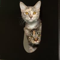 Photo of Thistlewhisp