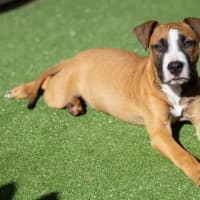 Photo of Comet