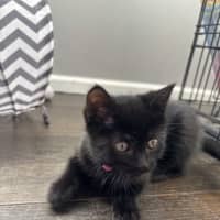 Photo of Luna