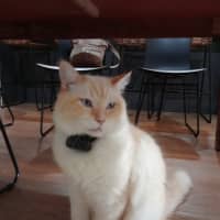 Photo of Coconut