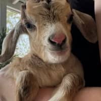 Photo of Maple And Willow