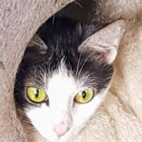 Photo of June   Now At Pet Quarters Broadmeadow 