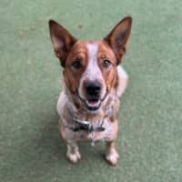Photo of Sadie