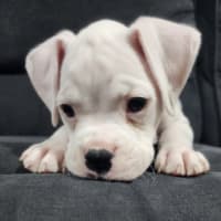 Photo of Jax 🐻🐾