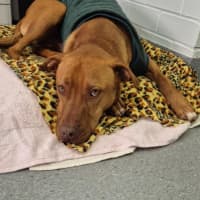 Photo of Pikelet 🥞