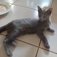 Photo of Smokey 2