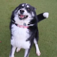 Photo of Dutchess