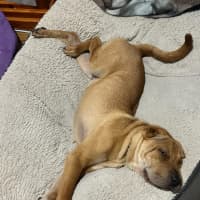 Photo of Sticky Date