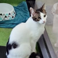 Photo of Pookie (Bonded With Pookie)