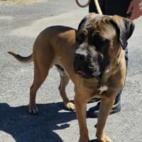 Photo of Ace