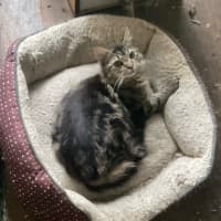 Photo of Bubbles / Buttercup