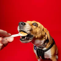 Photo of Hart   4 Year Old Beagle