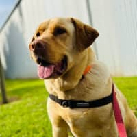 Photo of Bear