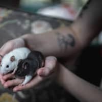 Photo of Willow & Maple