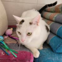 Photo of Tim Tam & Kit Kat