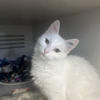 Photo of Knickerbocker Glory