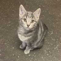Photo of Loki