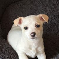 Photo of Daisy   8 Week Old Fox Terrier X