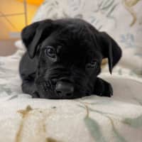 Photo of Oscar 
