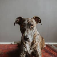 Photo of Maisy *$350 Adoption Fee*