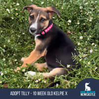 Photo of Tilly   10 Week Old Kelpie X