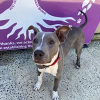 Photo of D1179 Sonny