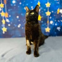 Photo of Mystica   Located In Preston 