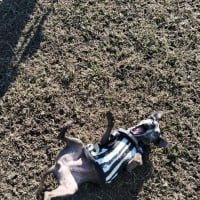 Photo of Nyxie   12 Year Old Jack Russell X