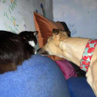 Photo of Toffee, The Cat Friendly Greyhound