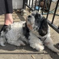 Photo of Abby🌞4yo, Shih Tzu X Maltese(on Trial 12/8/24)