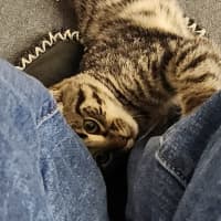 Photo of Tommy